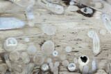 Slab Fossil Teredo (Shipworm Bored) Wood - Texas #91541-1